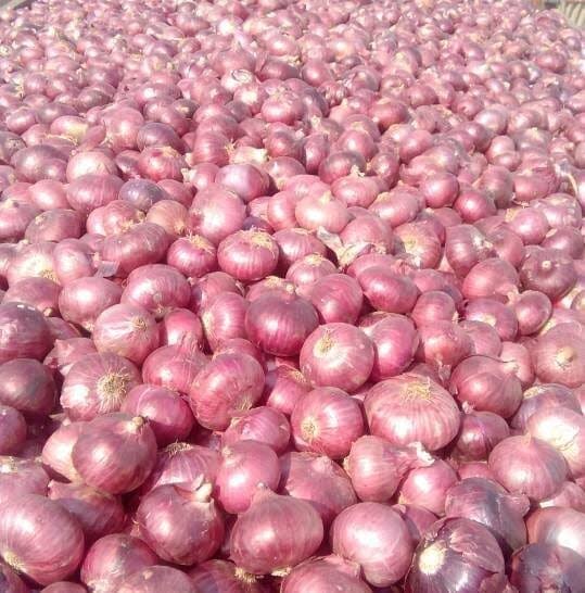 ఉల్లిపాయలు (బిగ్ ప్యాక్ ) 